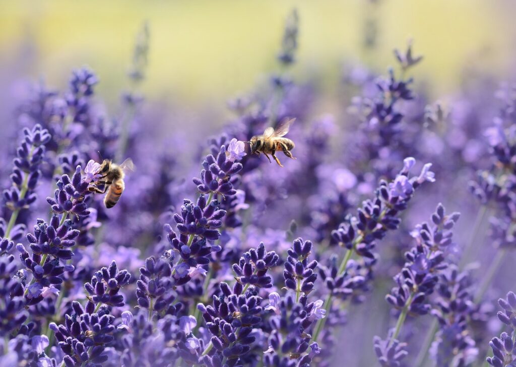 εικόνα λεβάντας με ζωηρά χρώματα, ενώ μέλισσές περάνε από λουλούδι σε λουλούδι